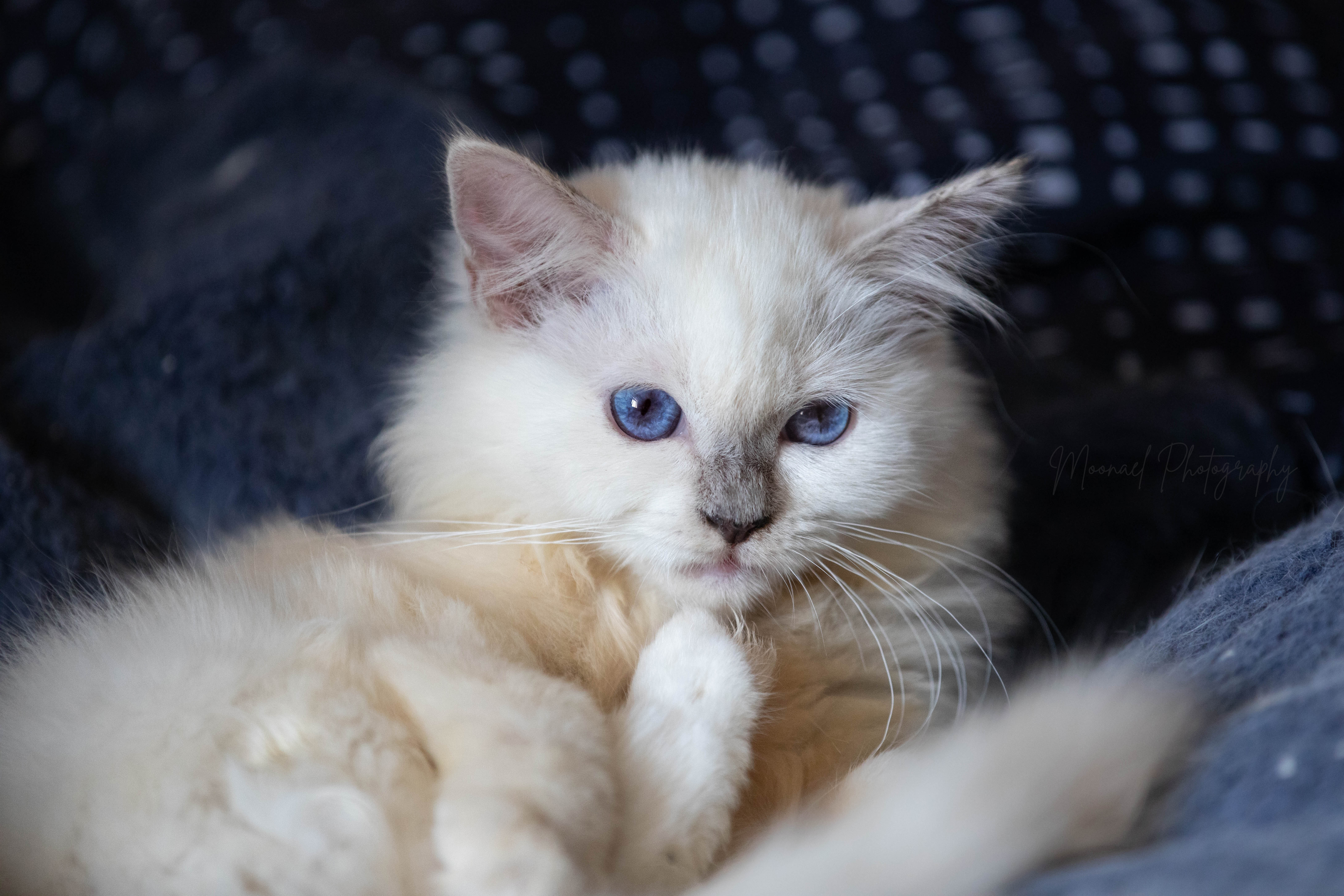 Photo de ABBY LILAC POINT